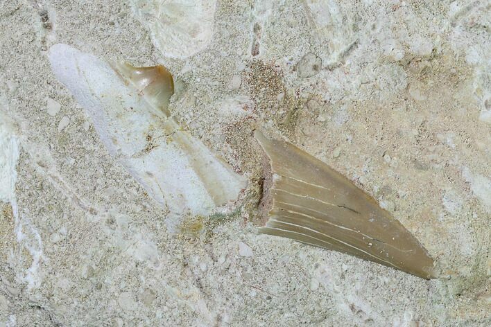 Bargain Otodus Shark Tooth Fossil in Rock - Eocene #135849